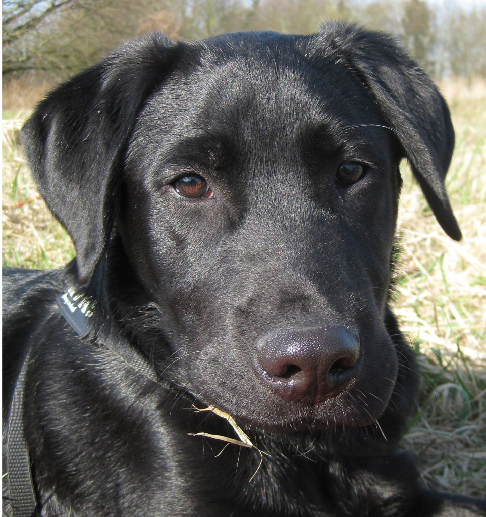 Labrador Retriever dertierblog