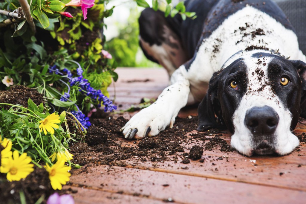 ESCCAP Zecken im Garten_Hund Bernard